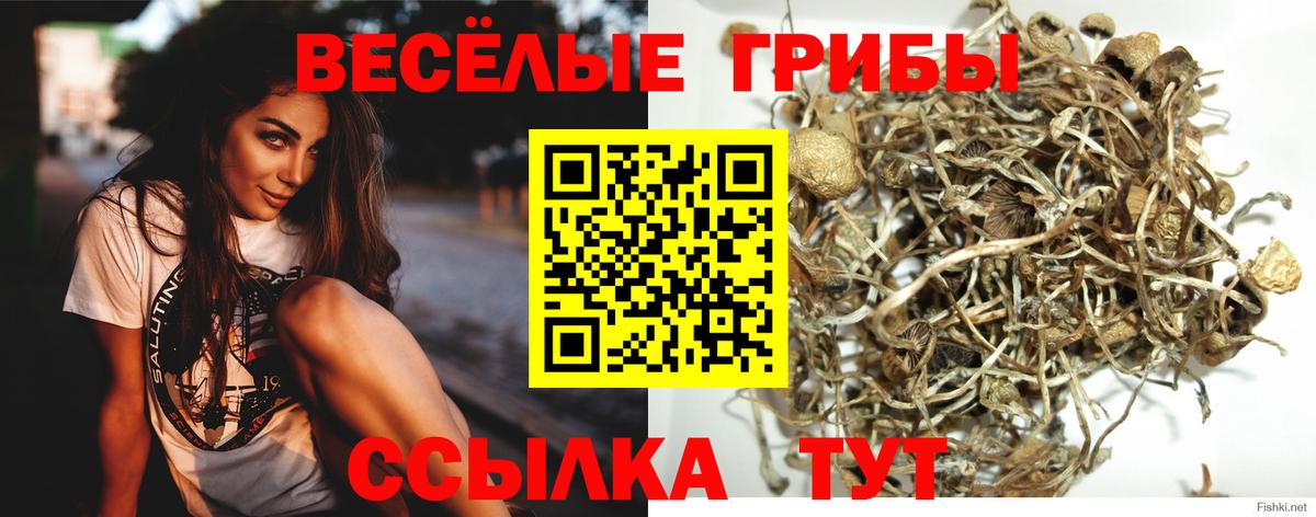 Галлюциногенные грибы GOLDEN TEACHER Абинск